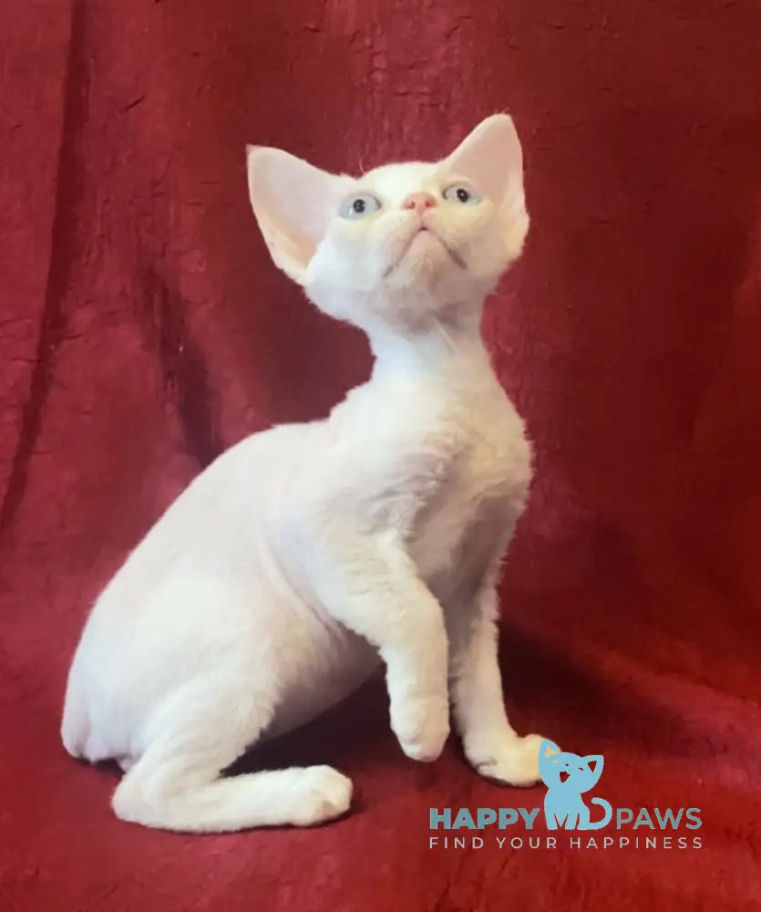 Zorro Devon Rex male white live animals