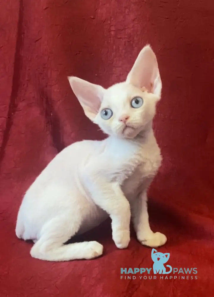 Zorro Devon Rex male white live animals