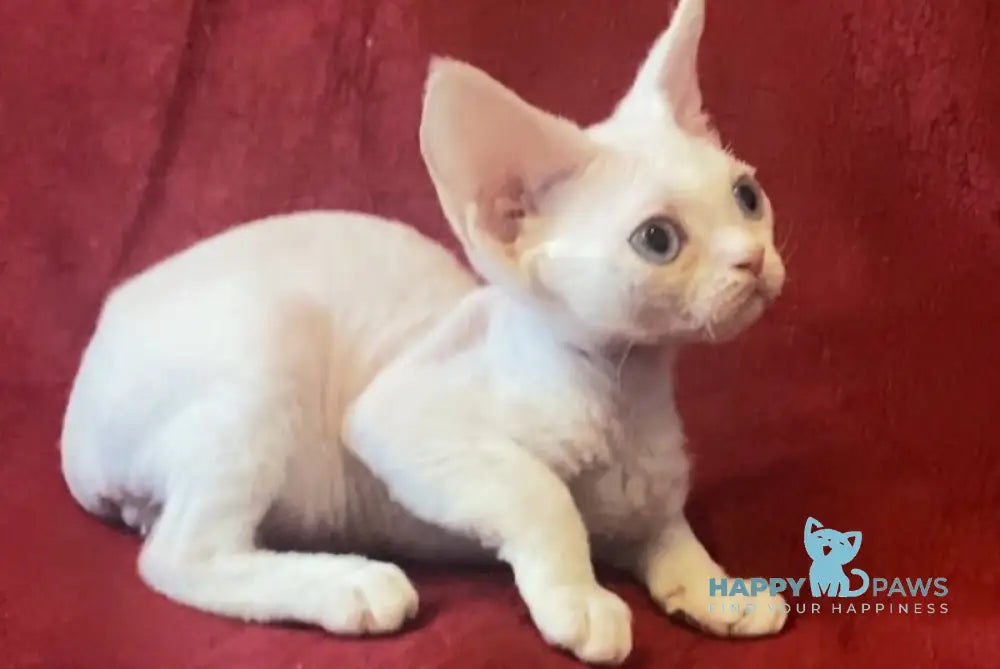 Zorro Devon Rex male white live animals
