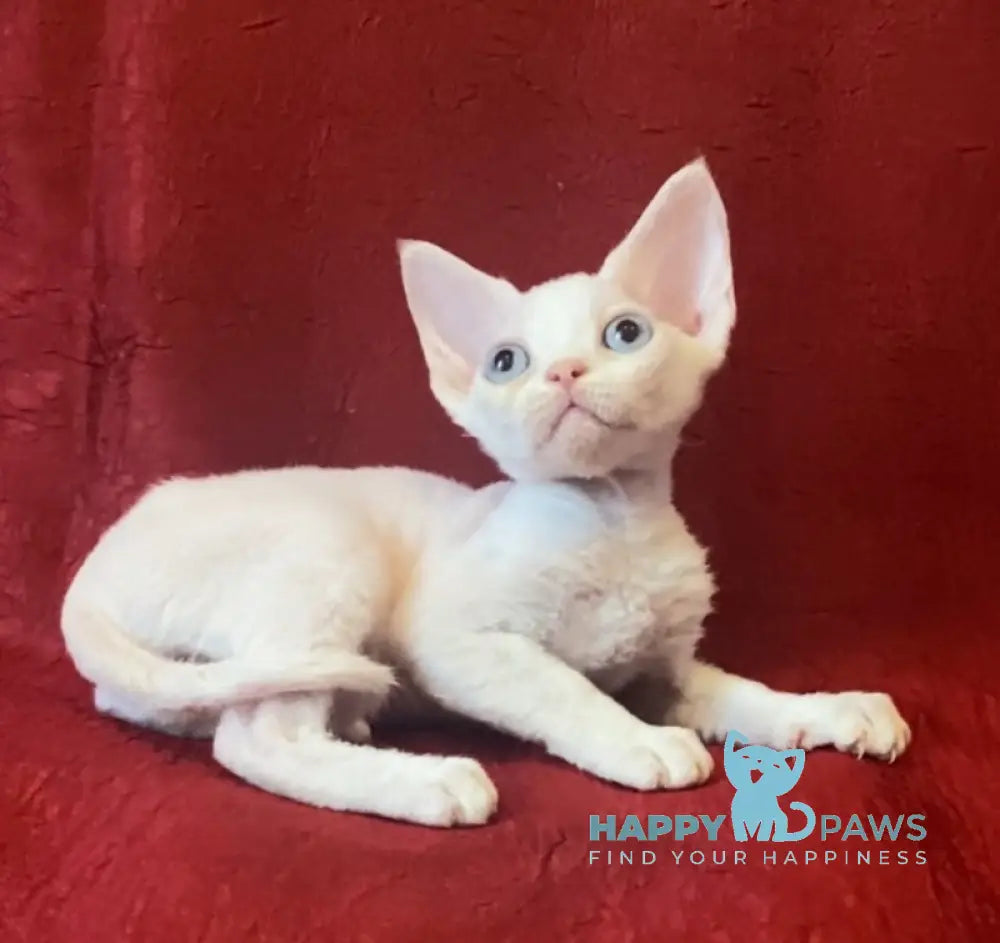 Zorro Devon Rex male white live animals