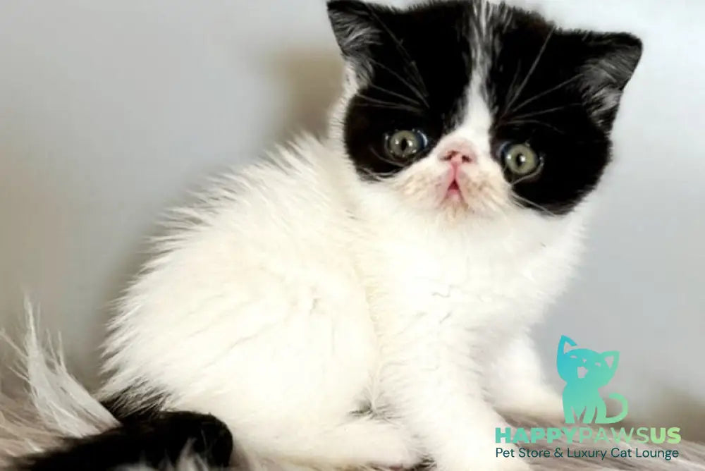Zorro Exotic male black van - live animals