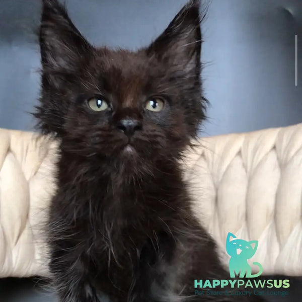 Zorro Maine Coon male black - live animals