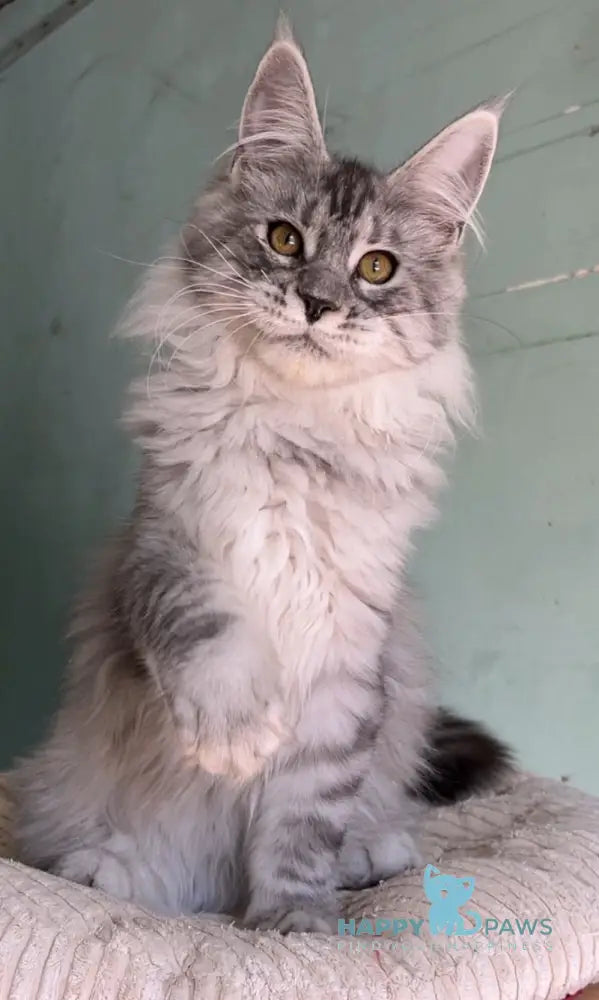 Zorro Maine Coon male black silver spotted tabby live animals