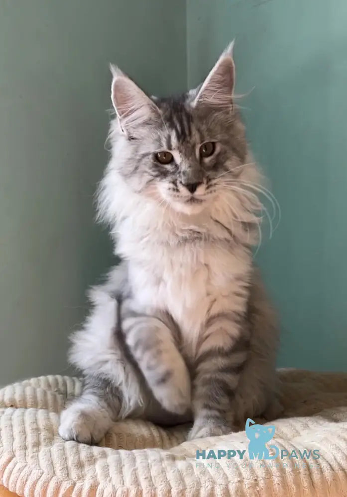 Zorro Maine Coon male black silver spotted tabby live animals