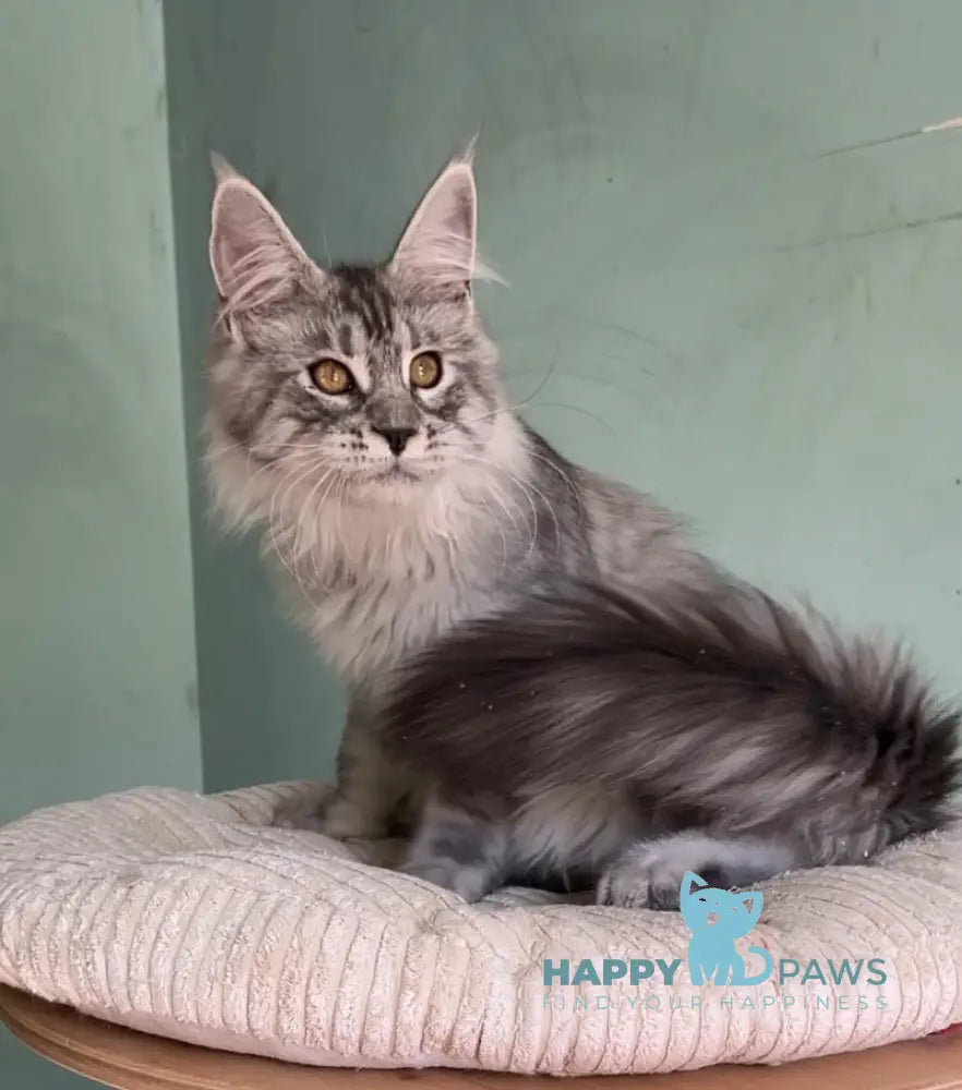 Zorro Maine Coon male black silver spotted tabby live animals