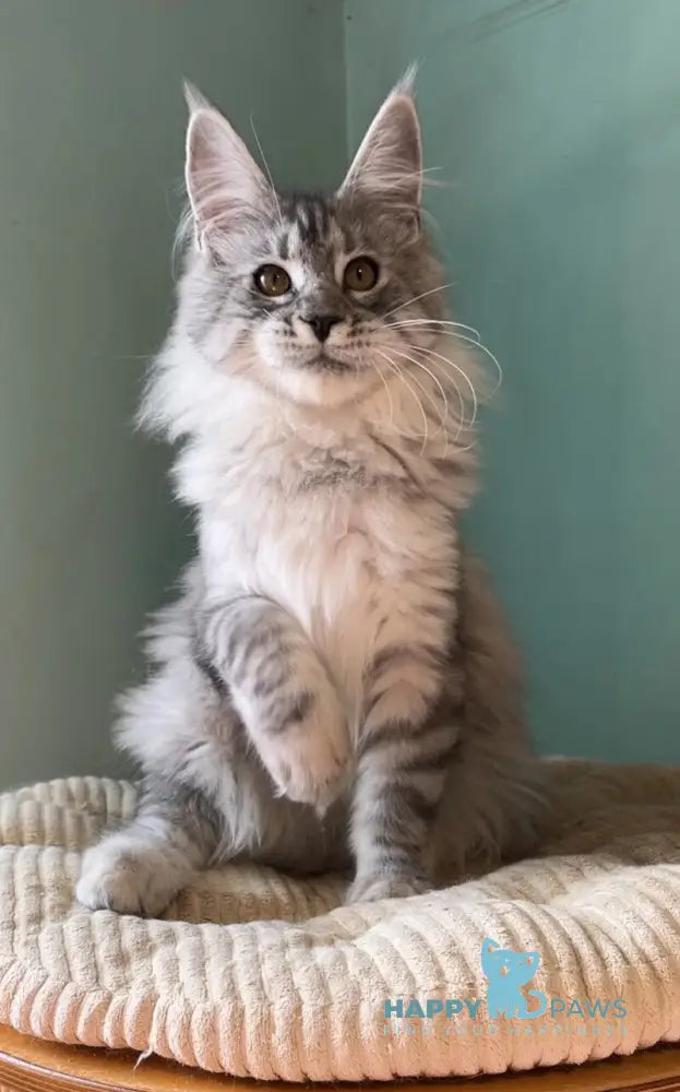 Zorro Maine Coon male black silver spotted tabby live animals