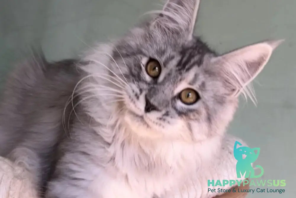 Zorro Maine Coon male black silver spotted tabby live animals