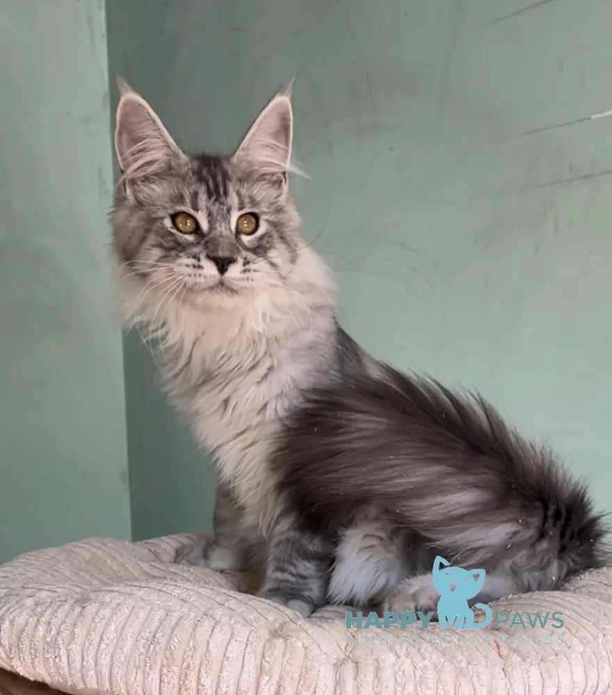 Zorro Maine Coon male black silver spotted tabby live animals