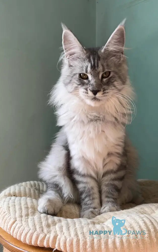 Zorro Maine Coon male black silver spotted tabby live animals