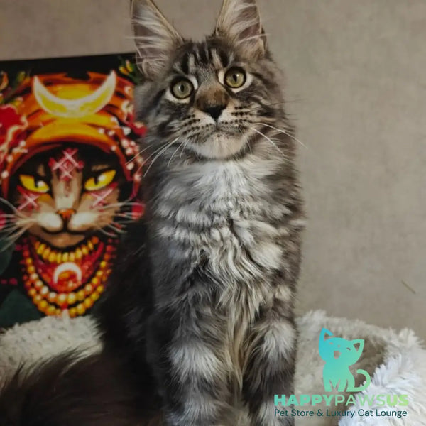 Zorro Maine Coon polydactyl 6x6x6x6 male black silver tabby - live animals