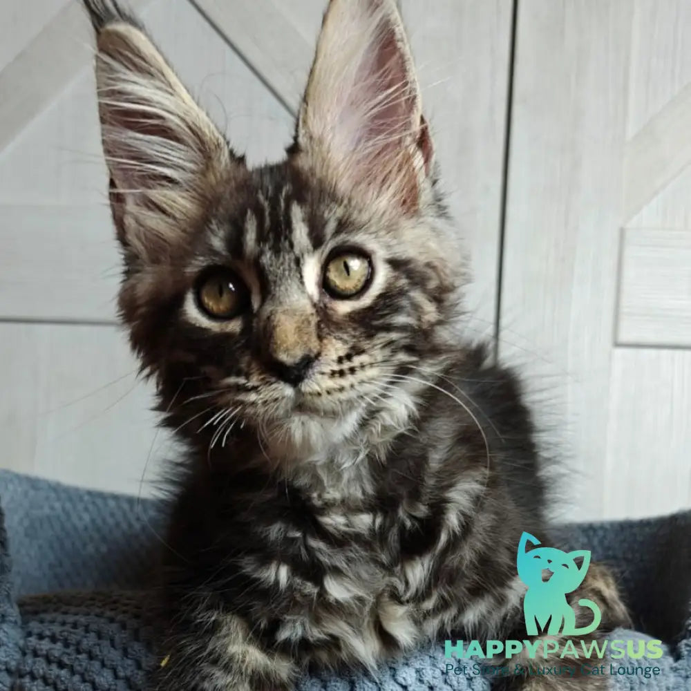 Zorro Maine Coon polydactyl 6x6x6x6 male black silver tabby - live animals