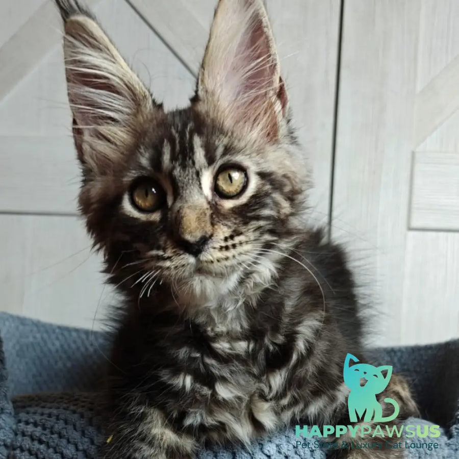 Zorro Maine Coon polydactyl 6x6x6x6 male black silver tabby - live animals