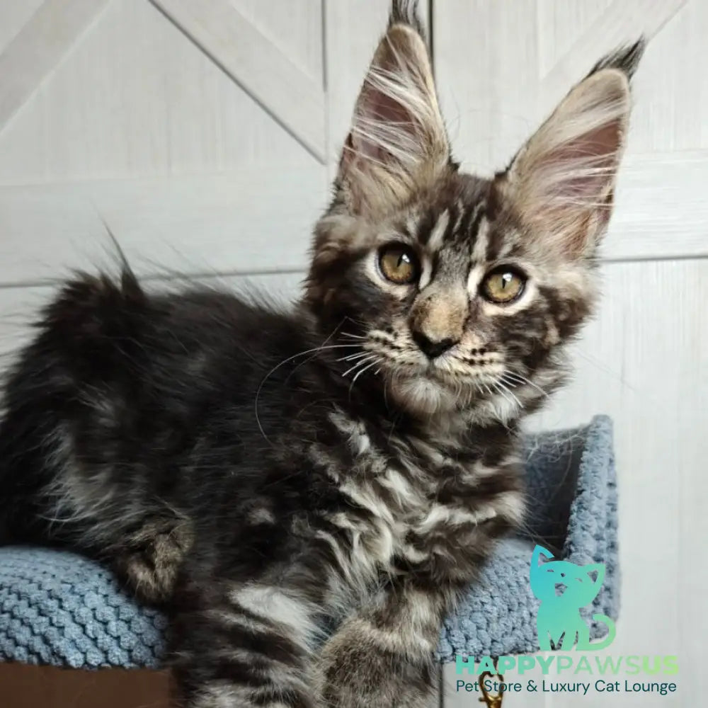 Zorro Maine Coon polydactyl 6x6x6x6 male black silver tabby - live animals