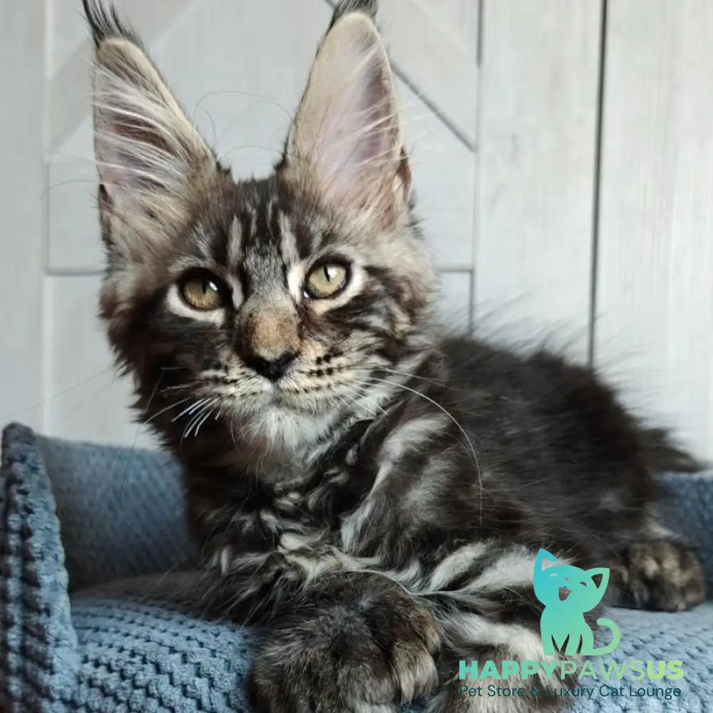 Zorro Maine Coon polydactyl 6x6x6x6 male black silver tabby - live animals