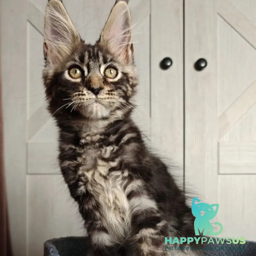 Zorro Maine Coon polydactyl 6x6x6x6 male black silver tabby - live animals
