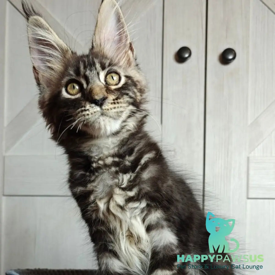 Zorro Maine Coon polydactyl 6x6x6x6 male black silver tabby - live animals