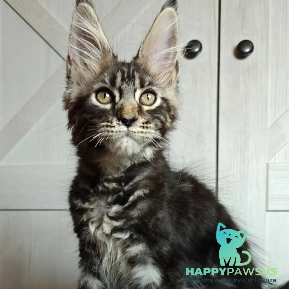 Zorro Maine Coon polydactyl 6x6x6x6 male black silver tabby - live animals