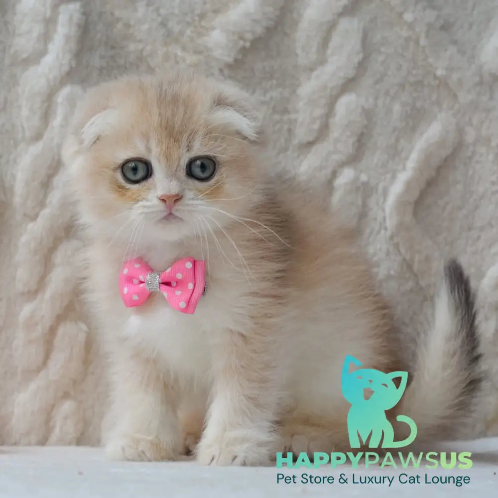 Zorro Scottish Fold male blue golden chinchilla - live animals