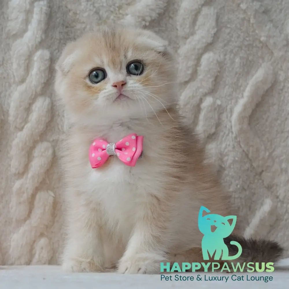 Zorro Scottish Fold male blue golden chinchilla - live animals