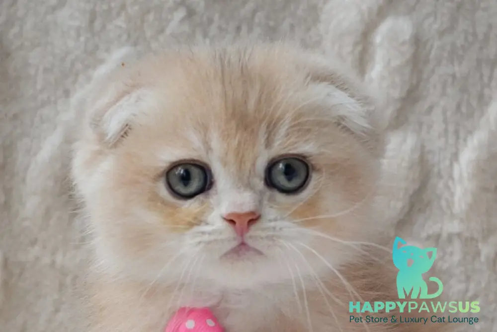 Zorro Scottish Fold male blue golden chinchilla - live animals