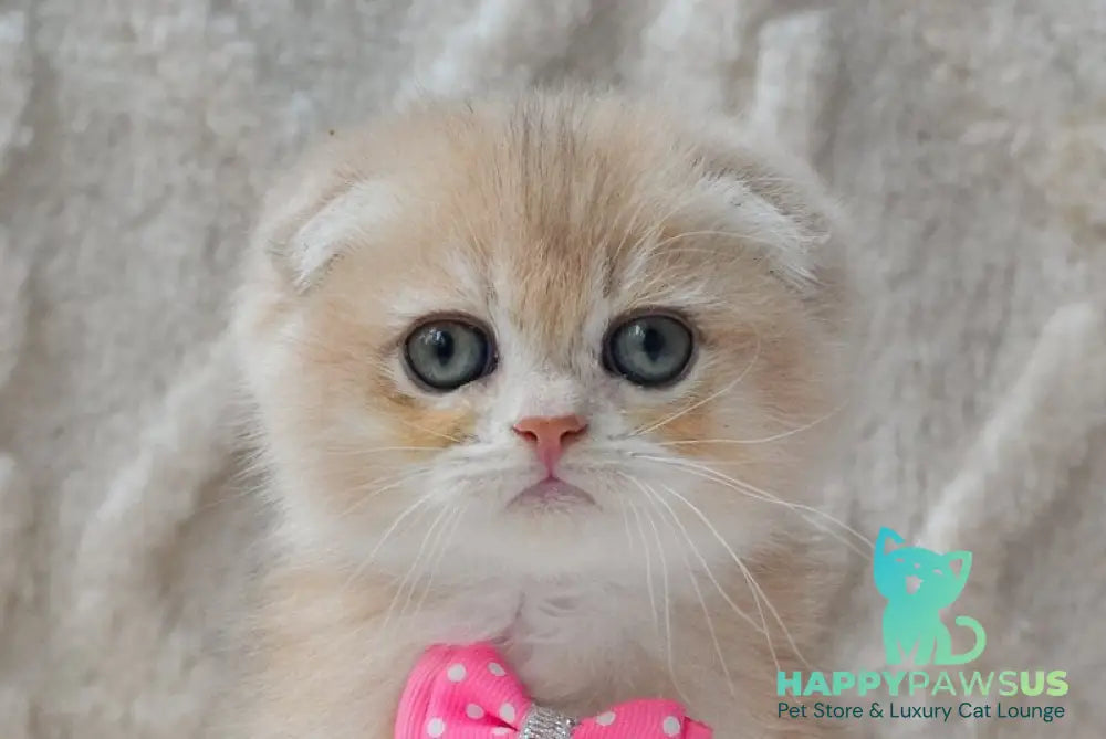 Zorro Scottish Fold male blue golden chinchilla - live animals