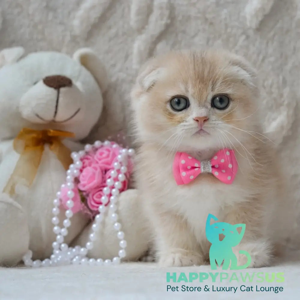 Zorro Scottish Fold male blue golden chinchilla - live animals