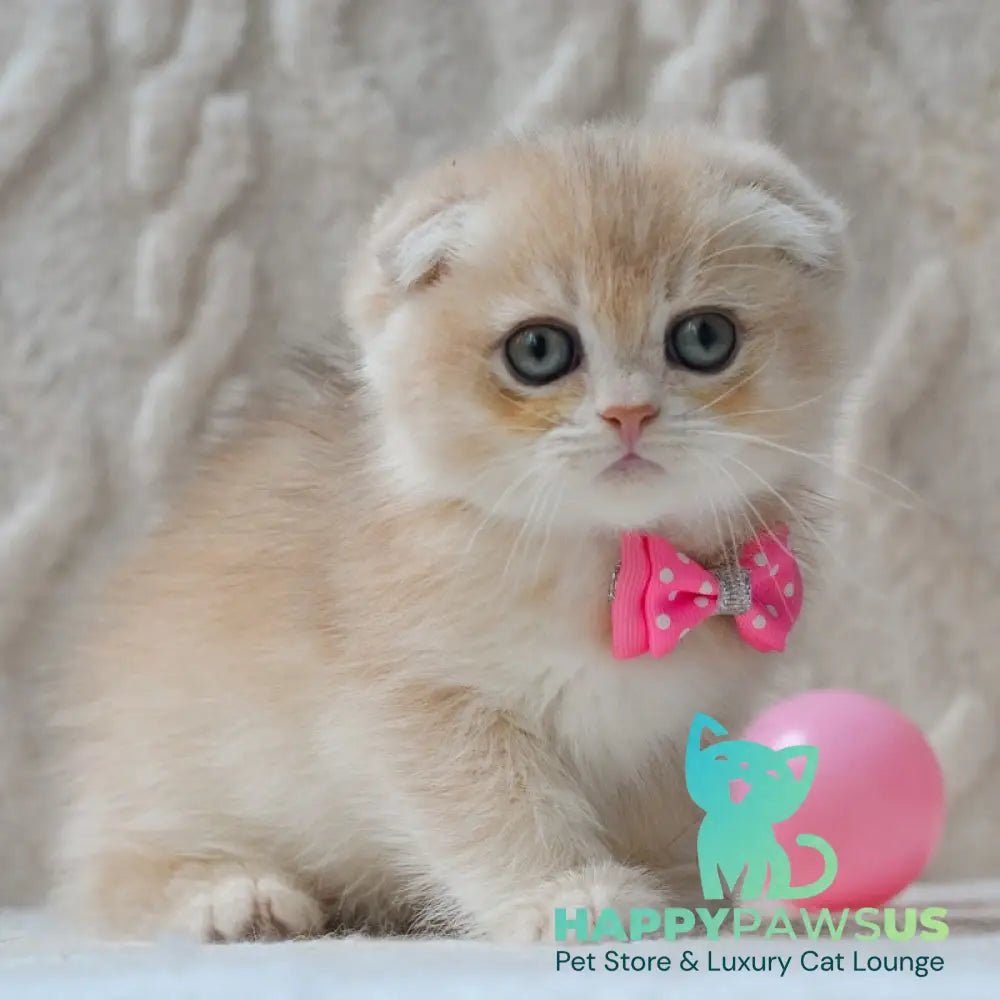 Zorro Scottish Fold male blue golden chinchilla - live animals