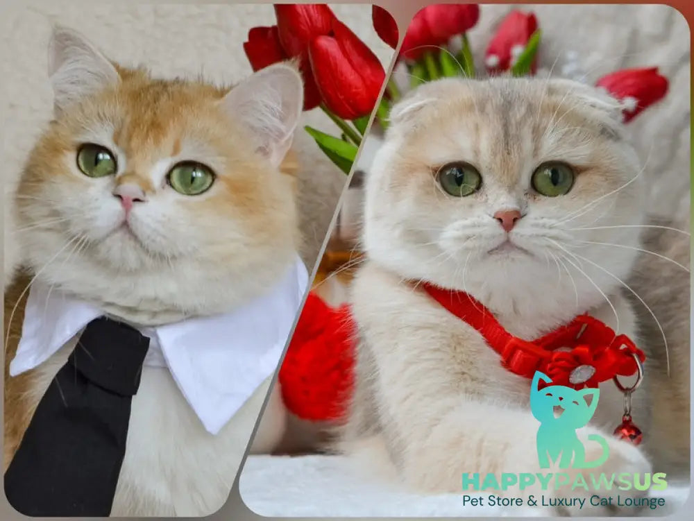 Zorro Scottish Fold male blue golden chinchilla - live animals