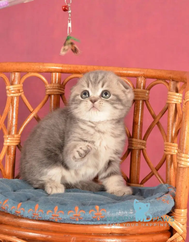 Zorya Scottish Fold female blue tabby live animals