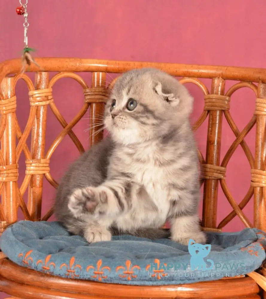 Zorya Scottish Fold female blue tabby live animals