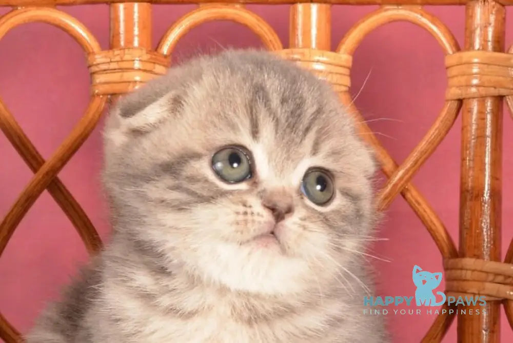 Zorya Scottish Fold female blue tabby live animals
