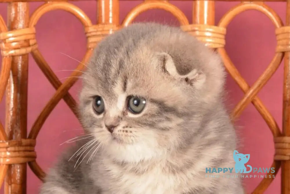 Zorya Scottish Fold female blue tabby live animals