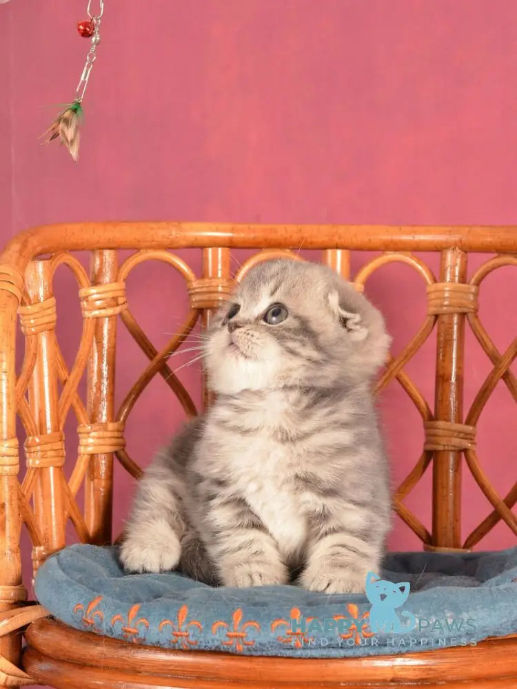 Zorya Scottish Fold female blue tabby live animals