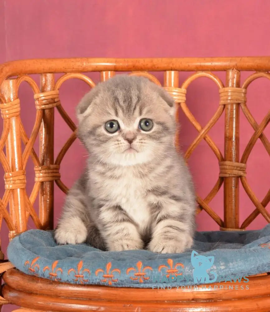 Zorya Scottish Fold female blue tabby live animals