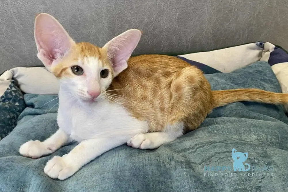 Zoryan Oriental Shorthair male red spotted tabby bicolour live animals