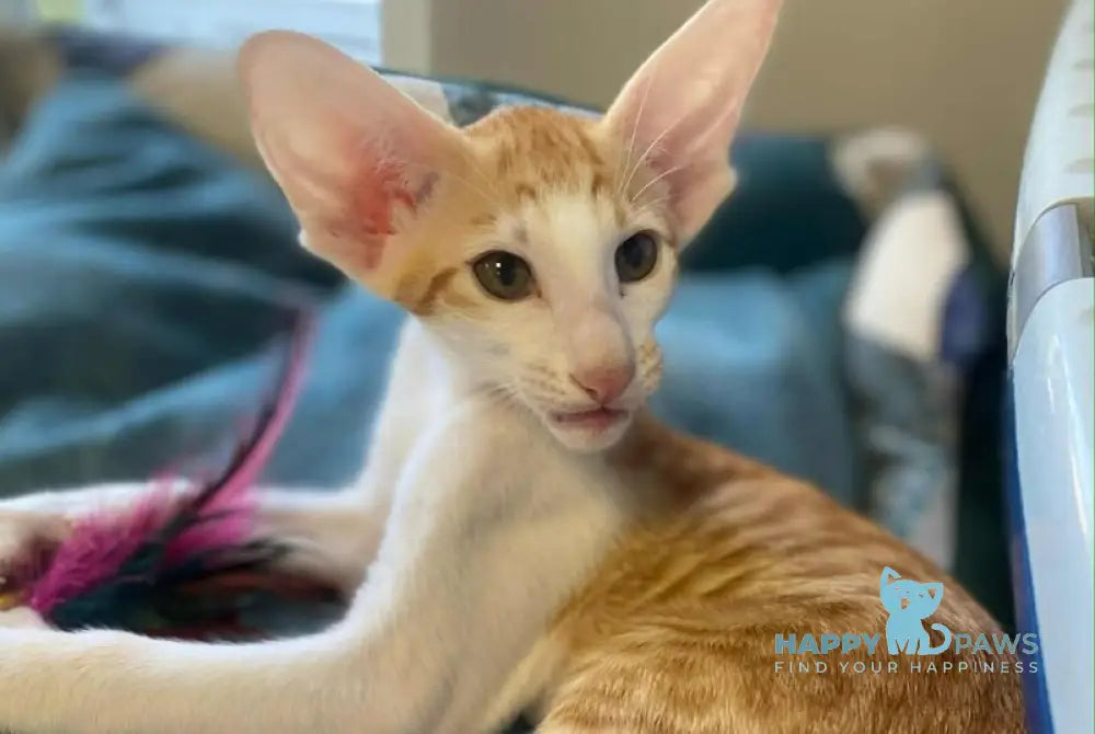 Zoryan Oriental Shorthair male red spotted tabby bicolour live animals