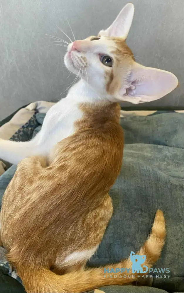 Zoryan Oriental Shorthair male red spotted tabby bicolour live animals