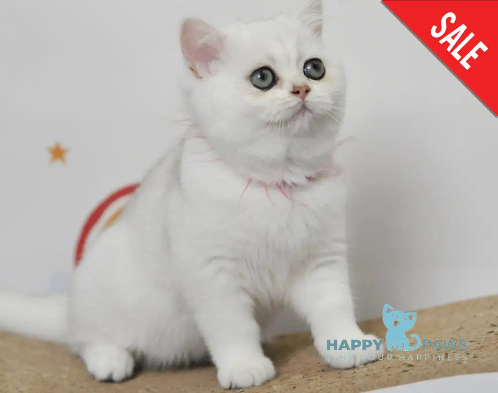 Zoryana British Shorthair Female Black Silver Shaded Live Animals