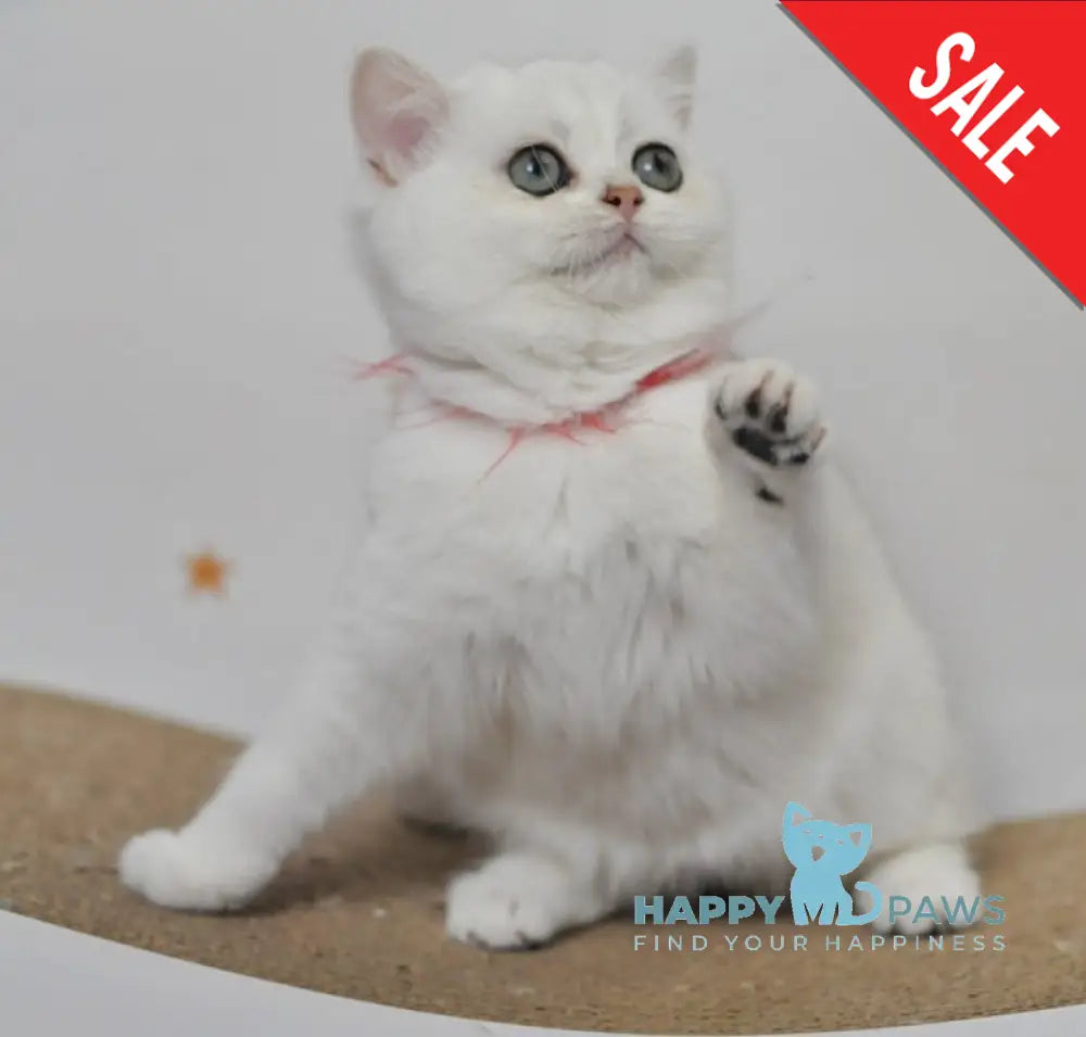 Zoryana British Shorthair Female Black Silver Shaded Live Animals