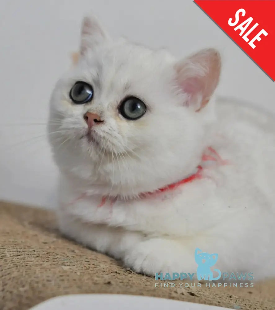 Zoryana British Shorthair Female Black Silver Shaded Live Animals