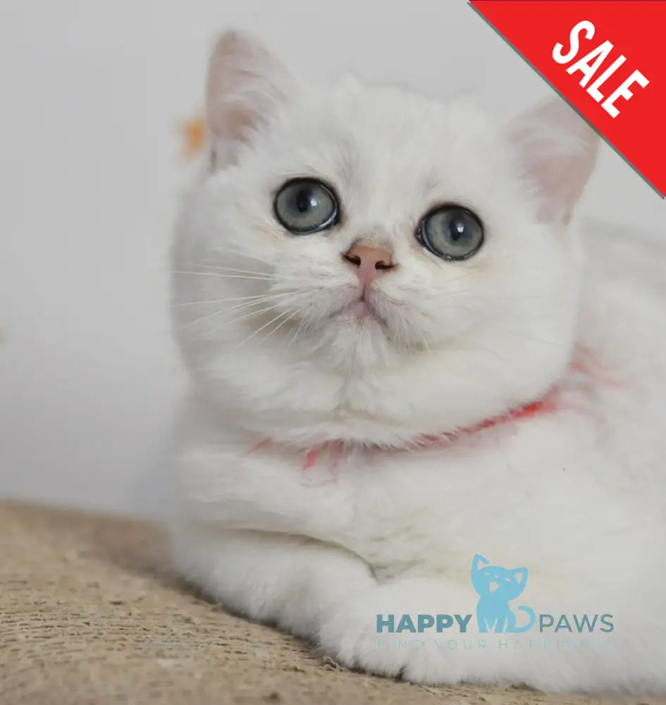 Zoryana British Shorthair Female Black Silver Shaded Live Animals