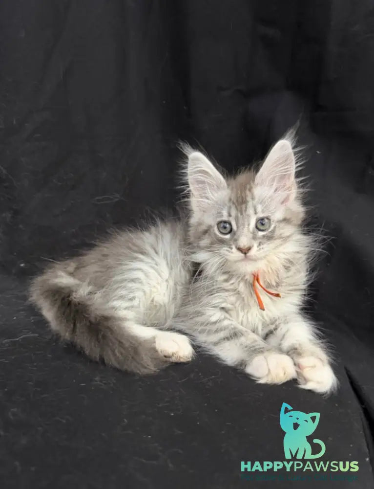 Zoryana Maine Coon female blue silver tabby with white - live animals