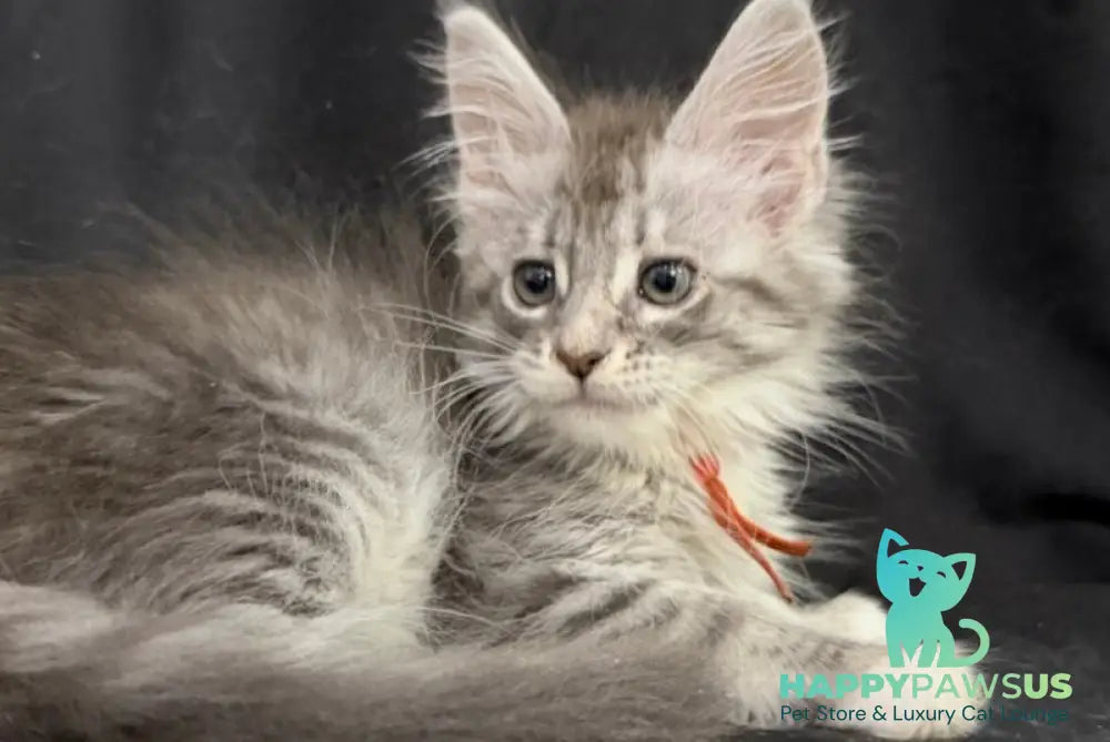 Zoryana Maine Coon female blue silver tabby with white - live animals