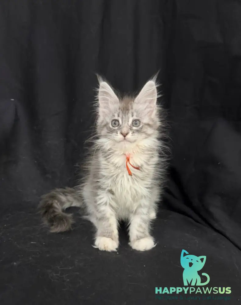 Zoryana Maine Coon female blue silver tabby with white - live animals