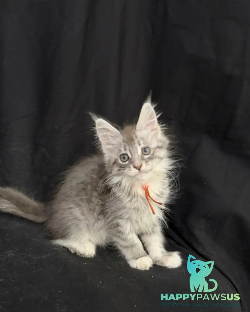 Zoryana Maine Coon female blue silver tabby with white - live animals