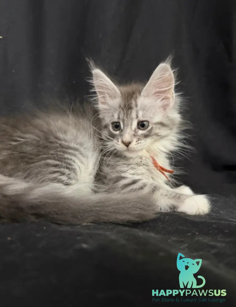 Zoryana Maine Coon female blue silver tabby with white - live animals