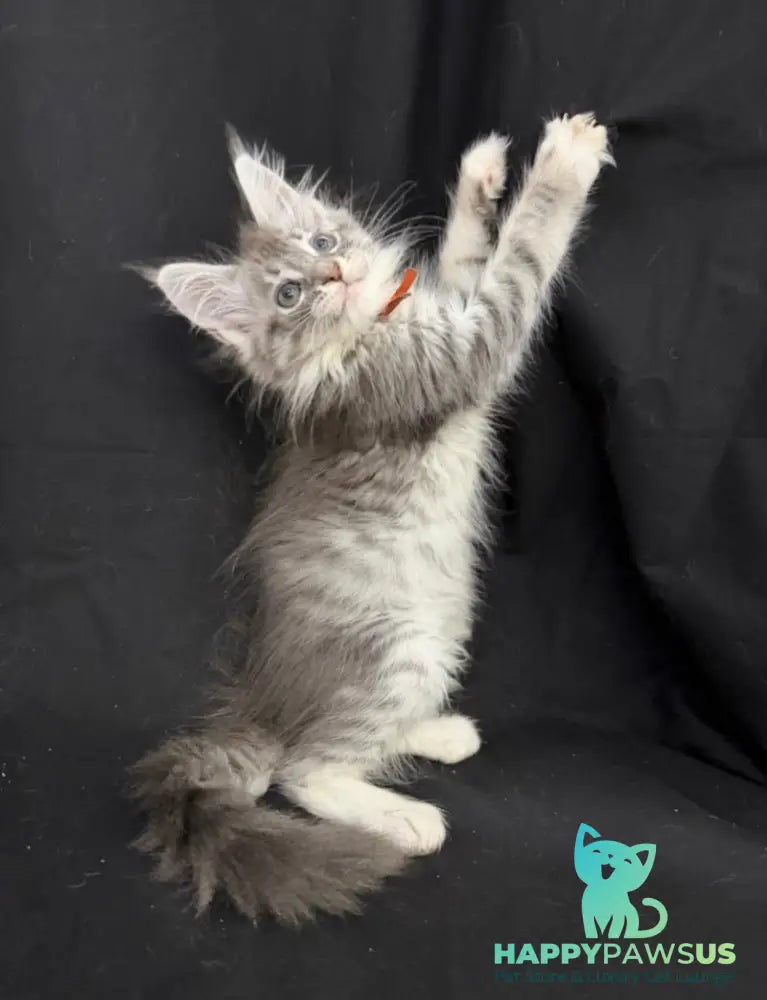 Zoryana Maine Coon female blue silver tabby with white - live animals
