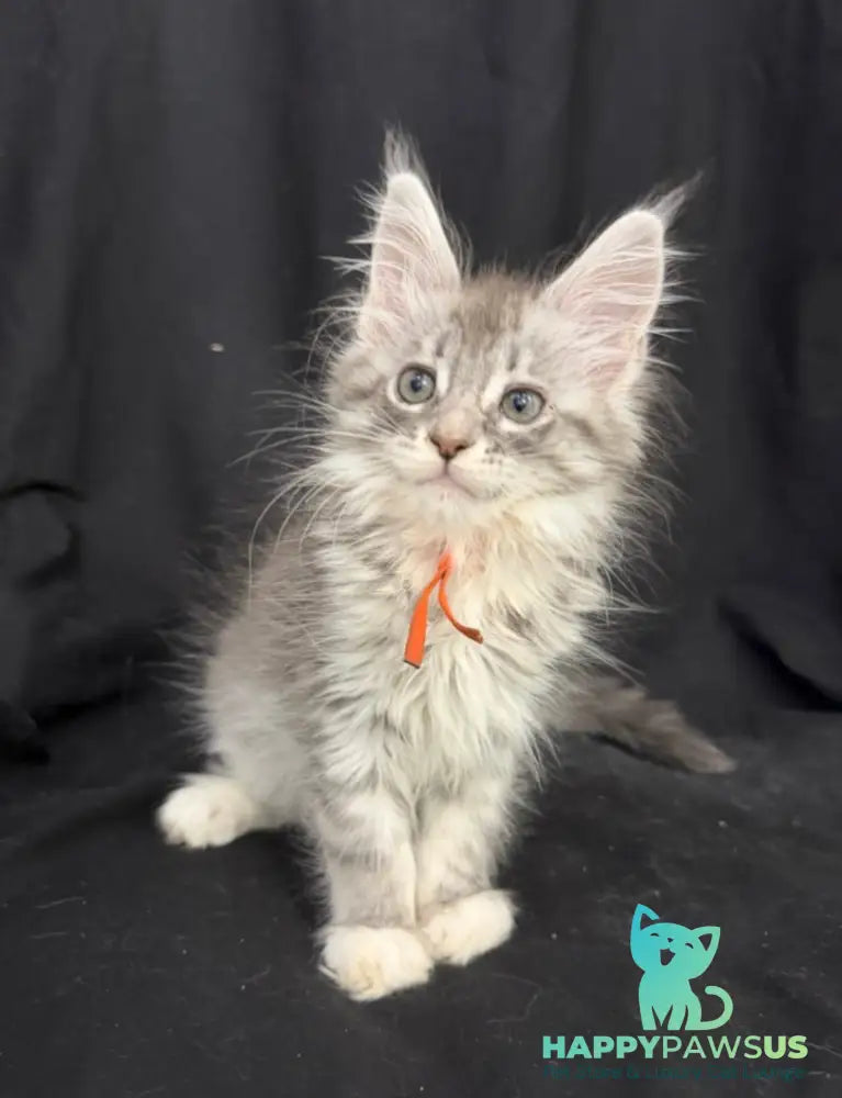 Zoryana Maine Coon female blue silver tabby with white - live animals