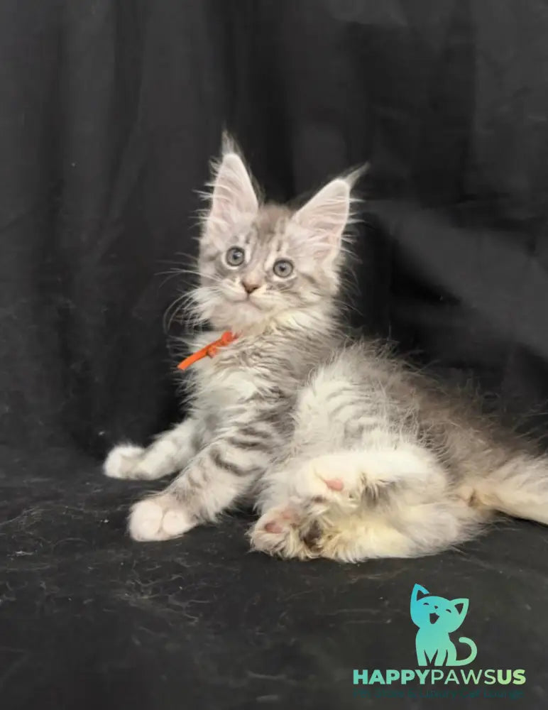 Zoryana Maine Coon female blue silver tabby with white - live animals