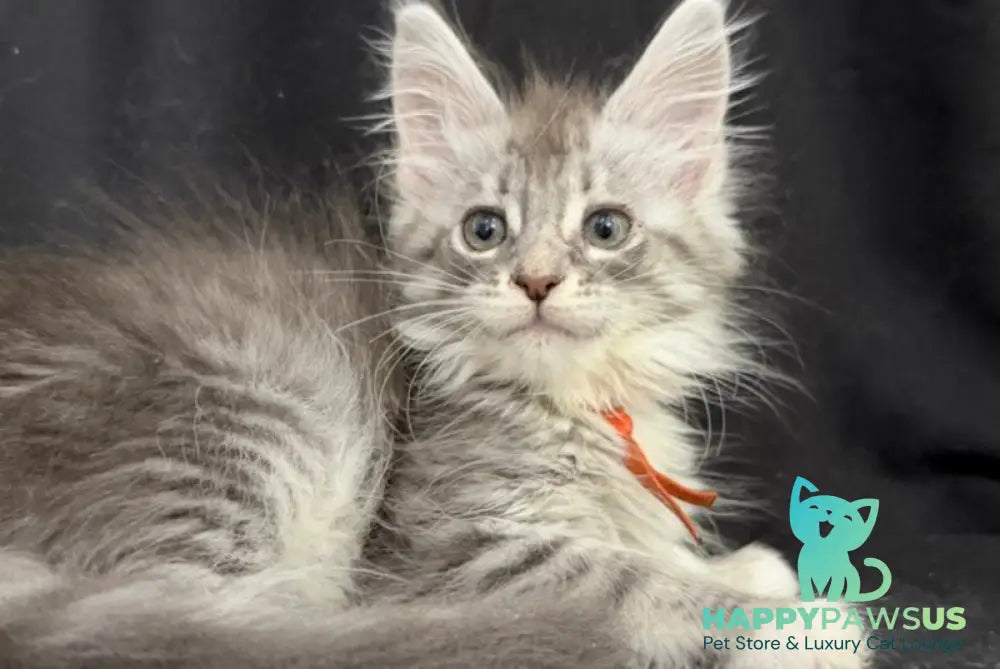 Zoryana Maine Coon female blue silver tabby with white - live animals